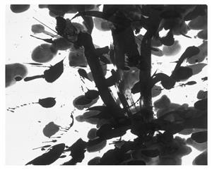 Brush Painting 1980